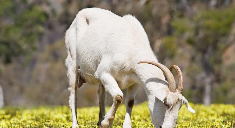 Goat feeding on grass