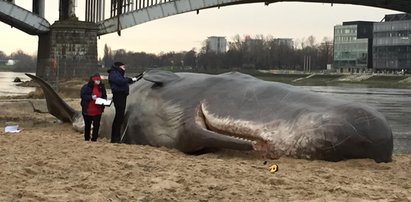 Wieloryb na plaży w Warszawie! To nie żart