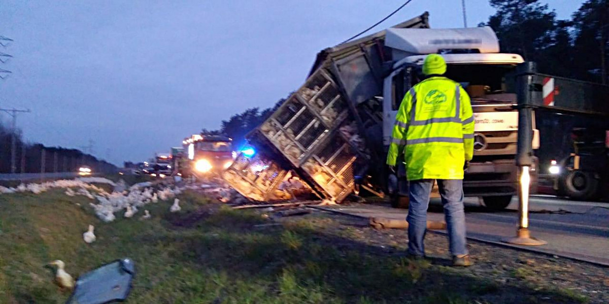 Wypadek transportu z kaczkami w Piotrkowie Trybunalskim