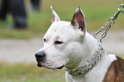 Pies zaatakował dzieci na placu zabaw. Dotkliwie pogryzł dziewczynkę