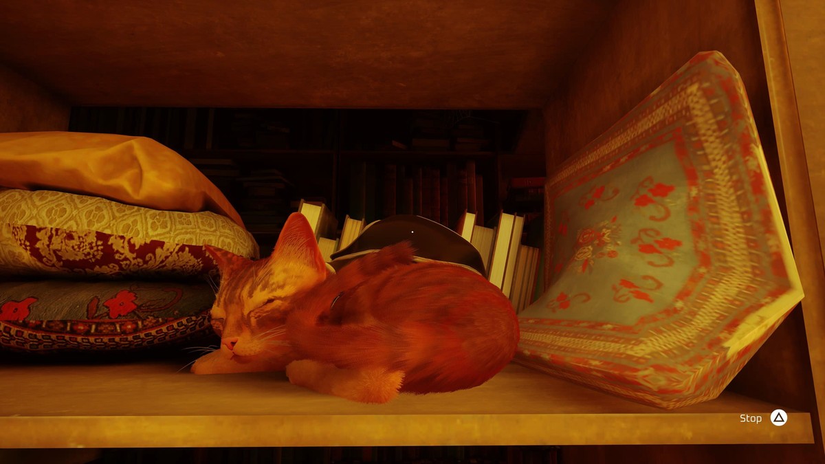Stray