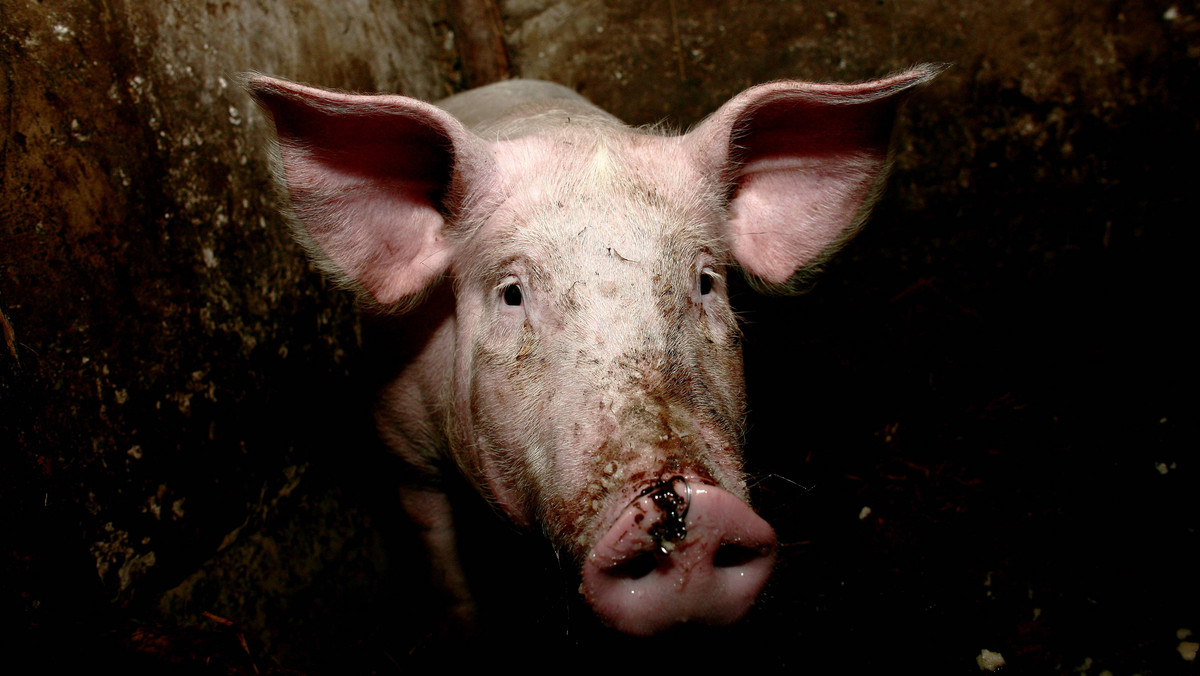 Wojewoda podlaski wydał w piątek obwieszczenie nakładające nowe rygory na hodowców świń z całego niemal regionu. Ma to związek z afrykańskim pomorem świń (ASF) wykrytym w czerwcu na Białorusi.