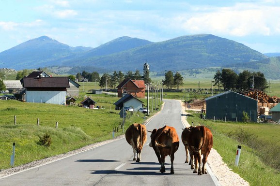 Opredeljeno više od 33 milijarde dinara za podsticaje u stočarstvu: Evo kako je raspoređen novac