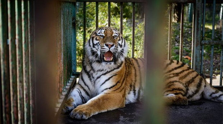 Egyre több tigris él a vadonban/Fotó: MTI/Czeglédi Zsolt