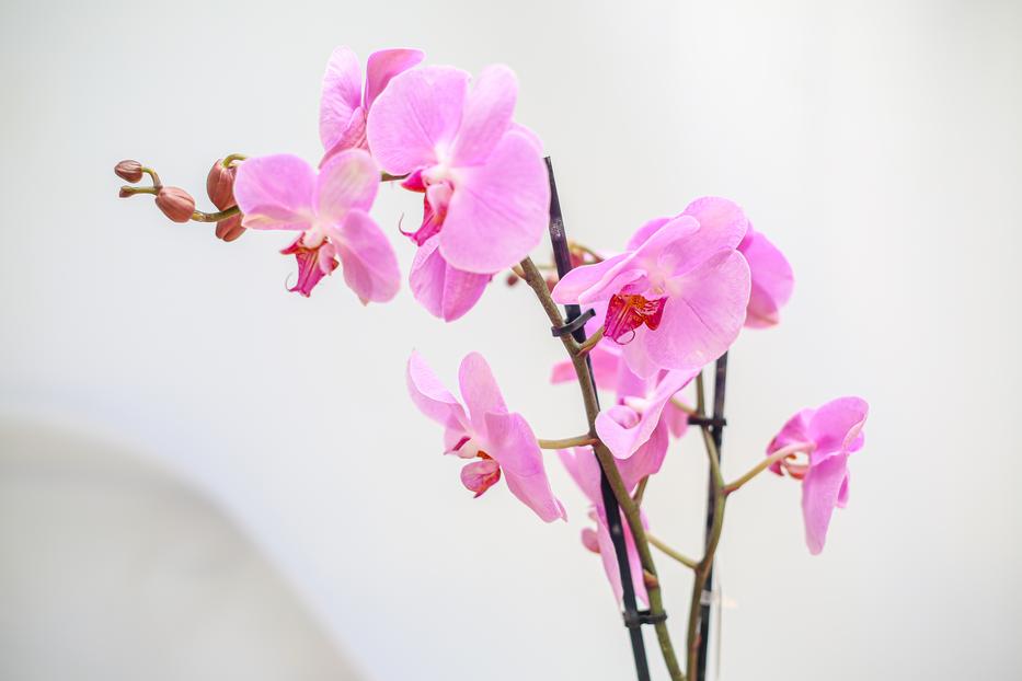 Orchidea / Fotó: Northfoto