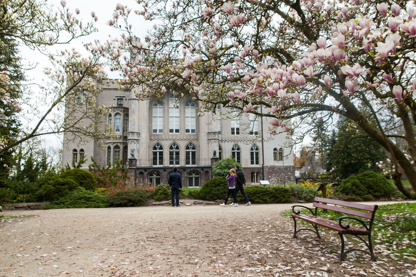 W kórnickim arboretum zakwitły magnolie