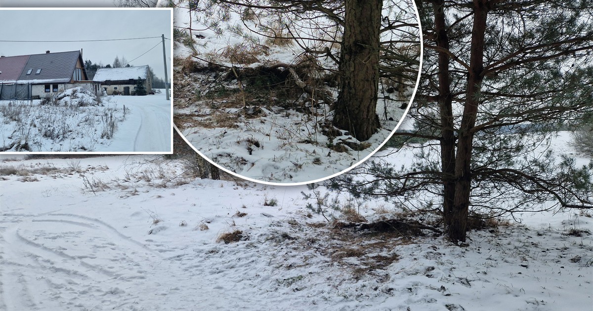 Spacer przez las zakończył się tragedią. Ciało pani Alicji znaleziono pod sosną