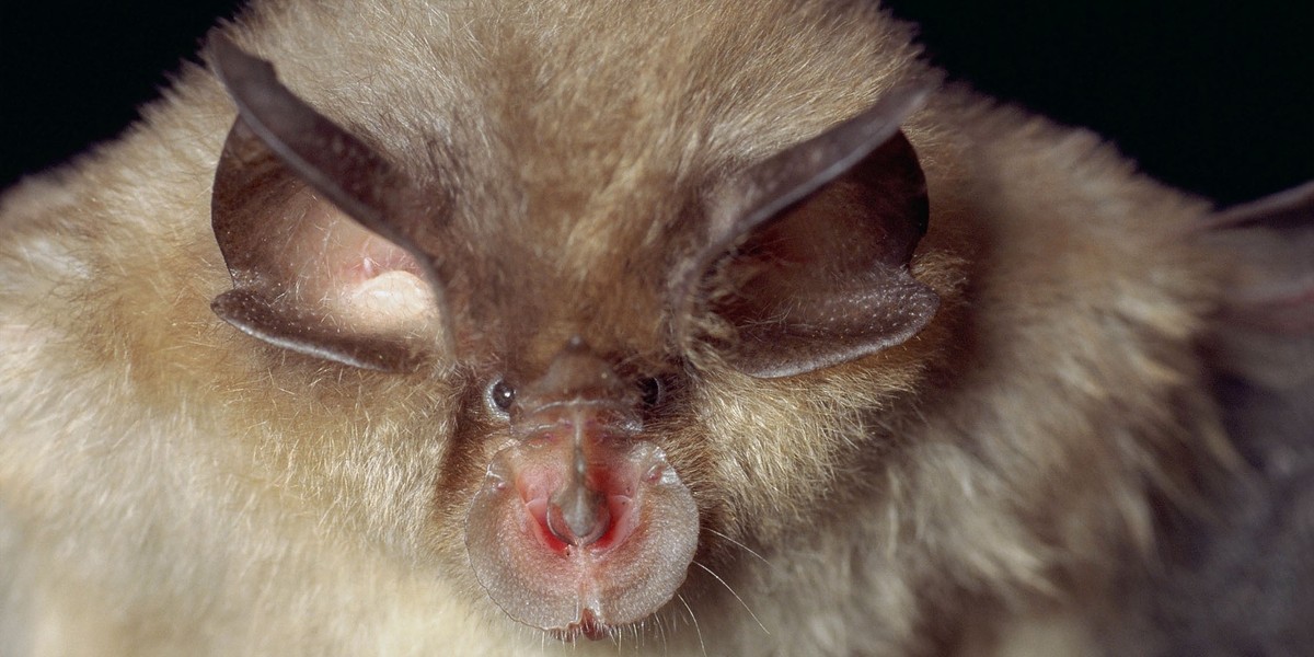 Podkowiec mały (Rhinolophus hipposideros)