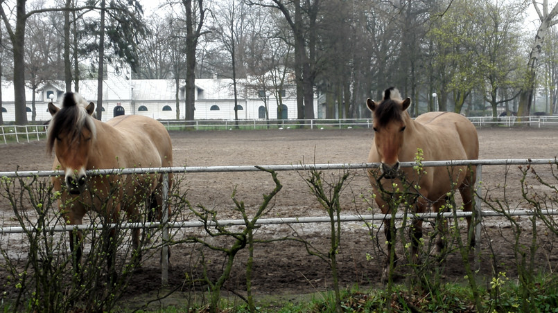 Stadnina w Janowie Podlaskim