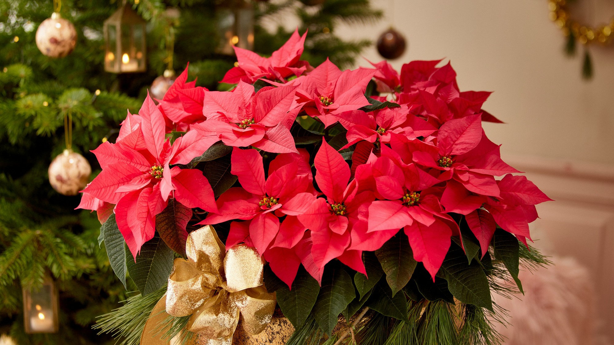 Vianočná ruža je tradičnou rastlinou sviatočného obdobia.