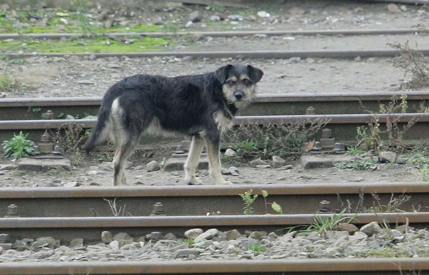 Pies na dworcu czeka na pana