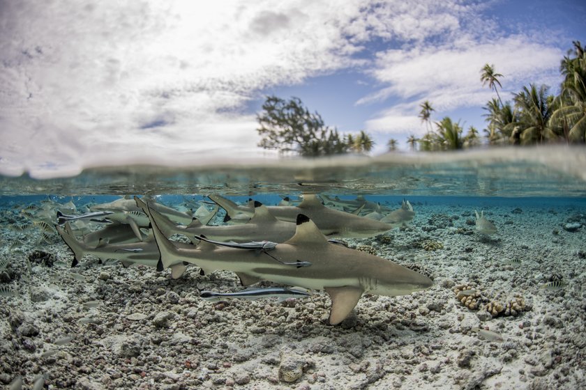 Tydzień z rekinami na Nat Geo Wild