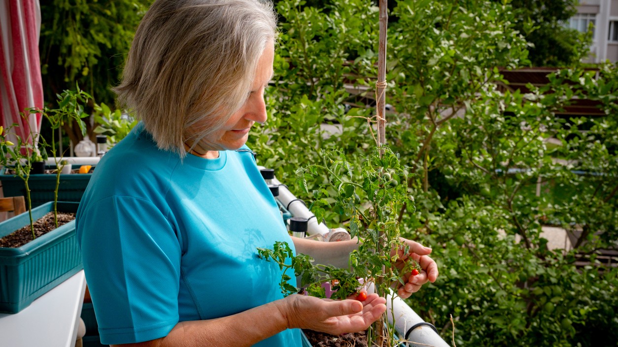 Ako zachrániť rastliny pred prvým mrazom. (Ilustračný obrázok)