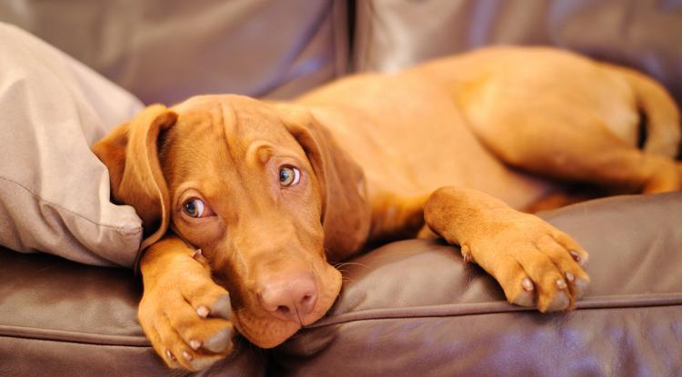 Mit nem ehet a kutya? Fotó: Getty Images