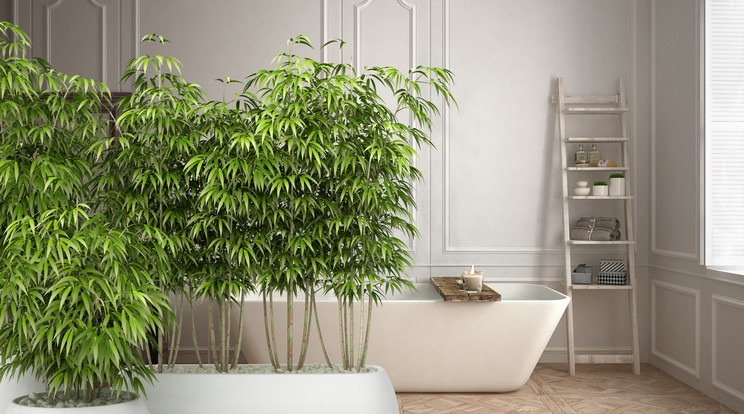 A növények nemcsak díszítik a fürdőszobánkat, de igazán hasznosak is Fotó: Shutterstock