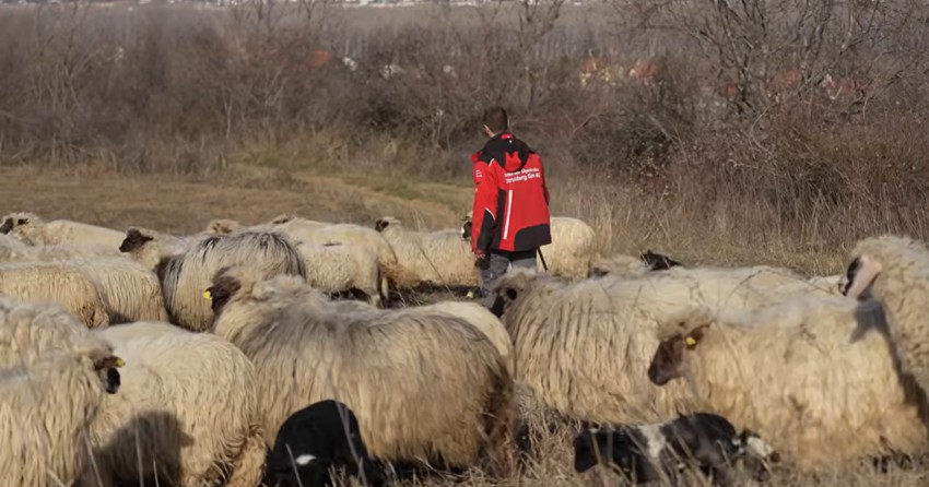 "Trava im je najbolja hrana", kaže Miloš