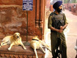 Galeria Indie - z Tadż Mahal w tle, obrazek 3