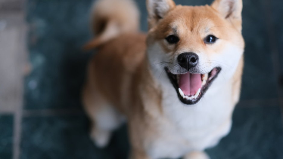 Shiba Inu