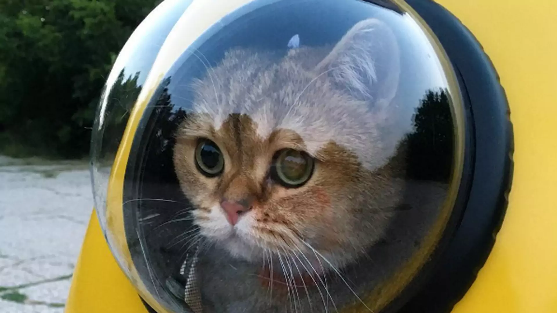 W tym plecaku twój kot będzie wyglądał jak astronauta. Tak teraz podróżuje się ze zwierzakami