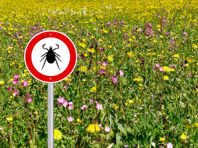 Kullancs-encephalitis: védekezzen a paraziták ellen védőoltással