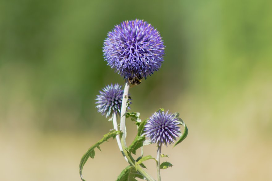 Przegorzan kulisty (Echinops sphaerocephalus)