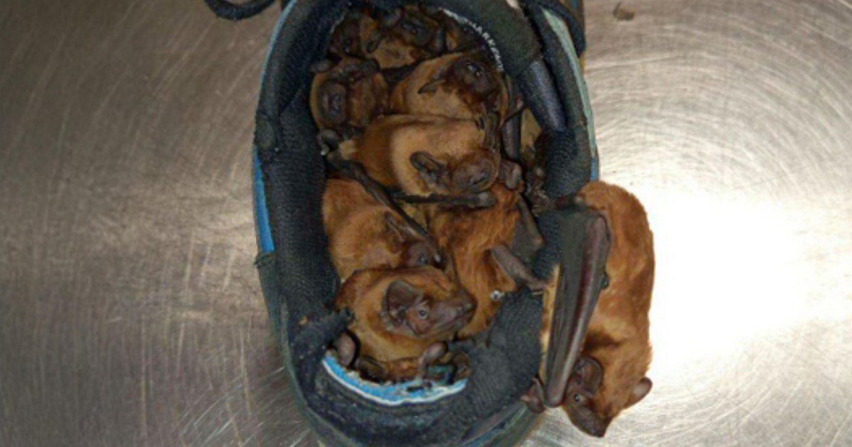 W butach na balkonie coś się ruszało. Nie zgadniesz, co tam było