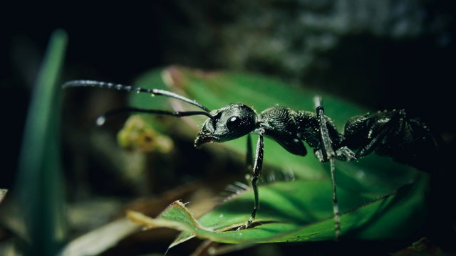 Mikroszkópikus közelségből fotózták le egy hangya arcát: ijesztően démoni a látvány