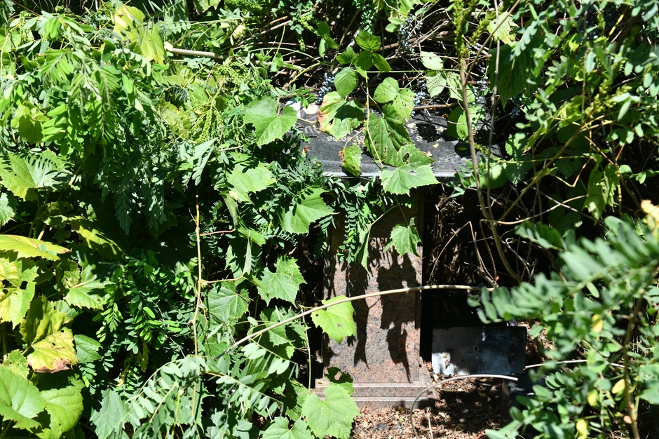 Jelena Marjanović  zarasla spomen ploča