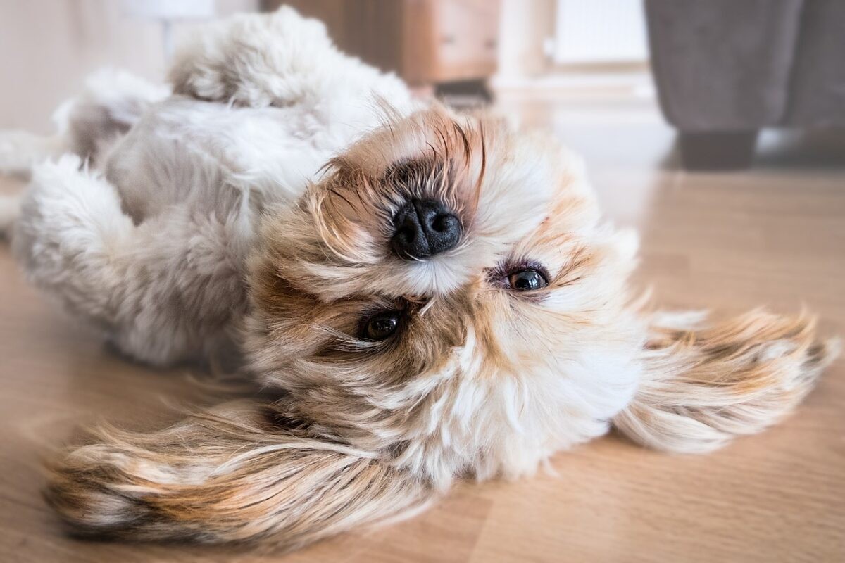 Shih Tzu.
