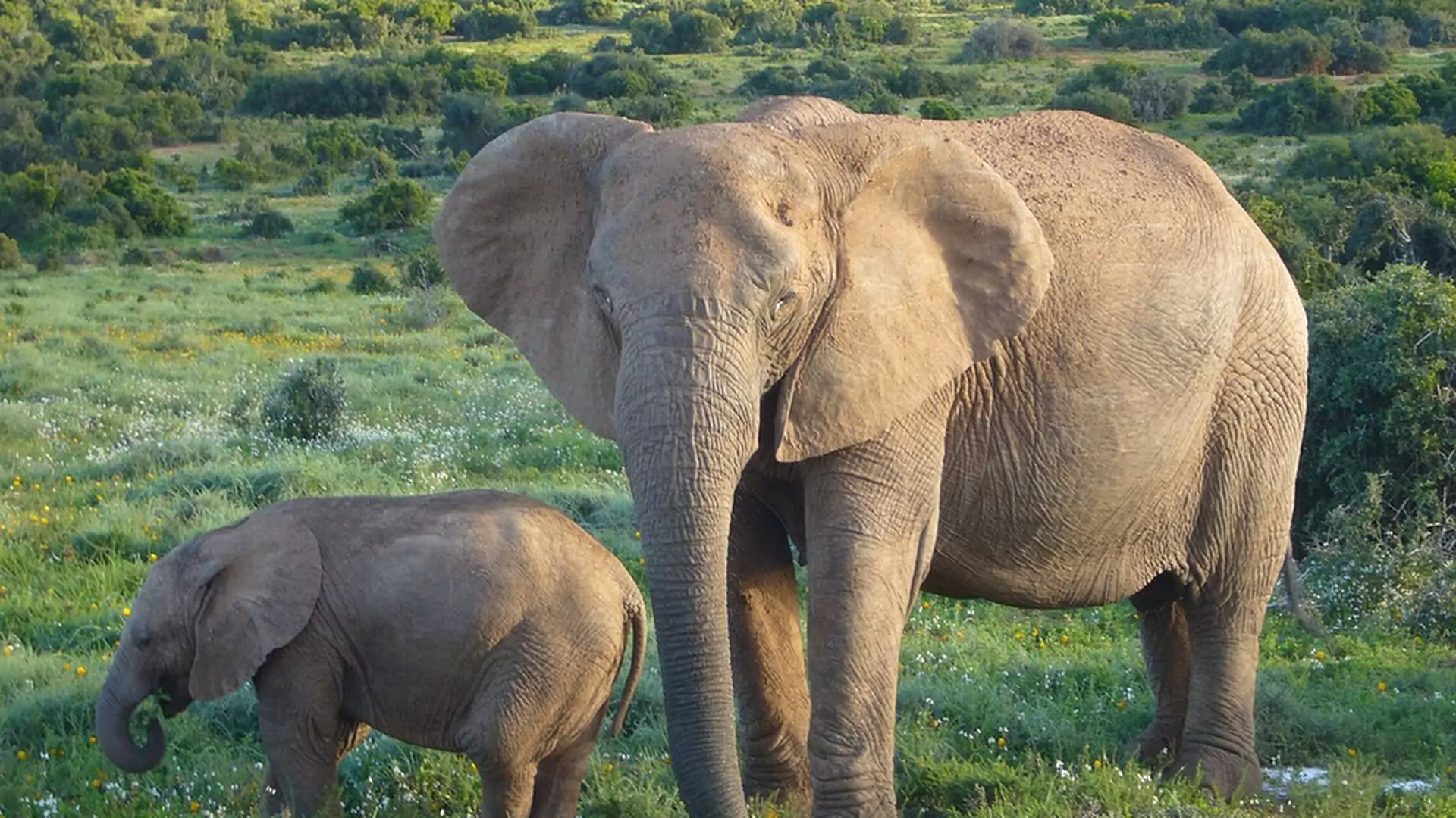 Słonie afrykańskie za kilka pokoleń mogą stracić ciosy. Wszystko przez kłusownictwo
