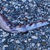 Doomsday Fish