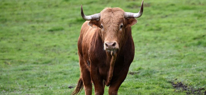 Lubuskie: Byk zabił rolnika. Niósł go na rogach przez kilkadziesiąt metrów