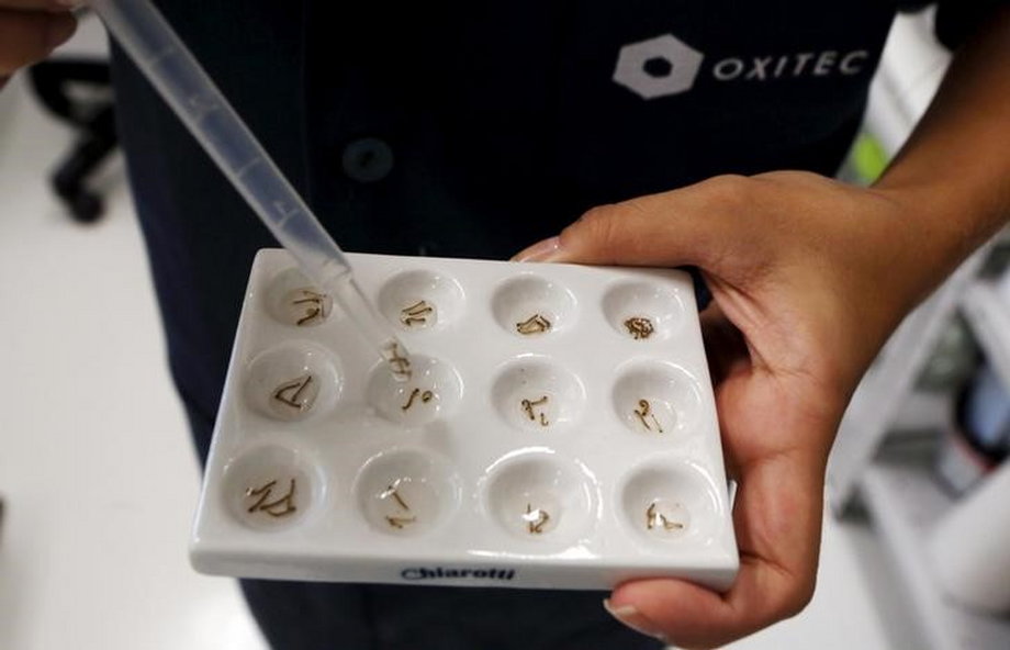 A technician from Oxitec inspects larvae of Aedes aegypti mosquitoes in Campinas, Brazil.