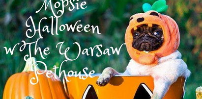 Mopsie Halloween w The Warsaw Pethouse!