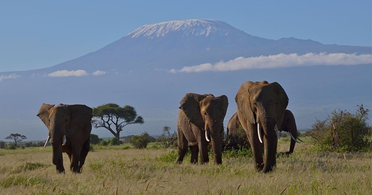 National Parks and coastal towns are Kenya's most preferred travel destinations - Vimarsana News