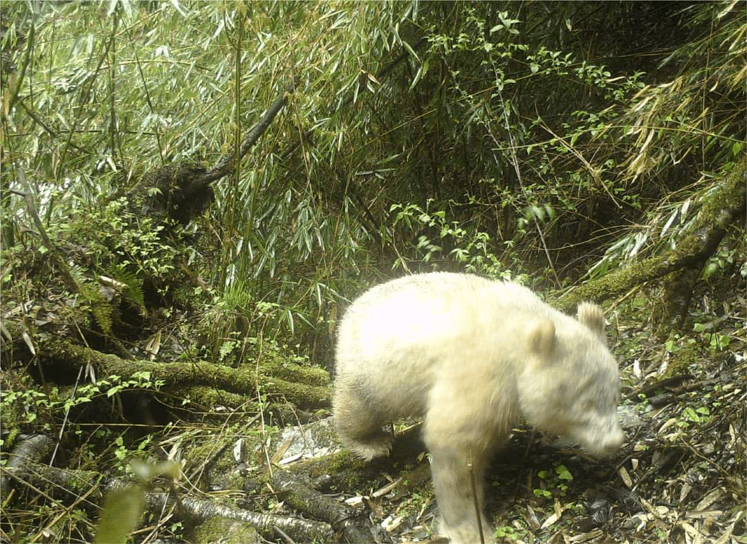 Panda, ktorá trpí albinizmom