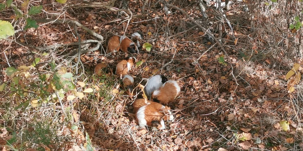 Świnki morskie porzucone w lesie pod Wołominem. Kilka zmarło.