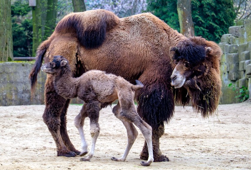 Mały wielbłąd urodził się w zoo