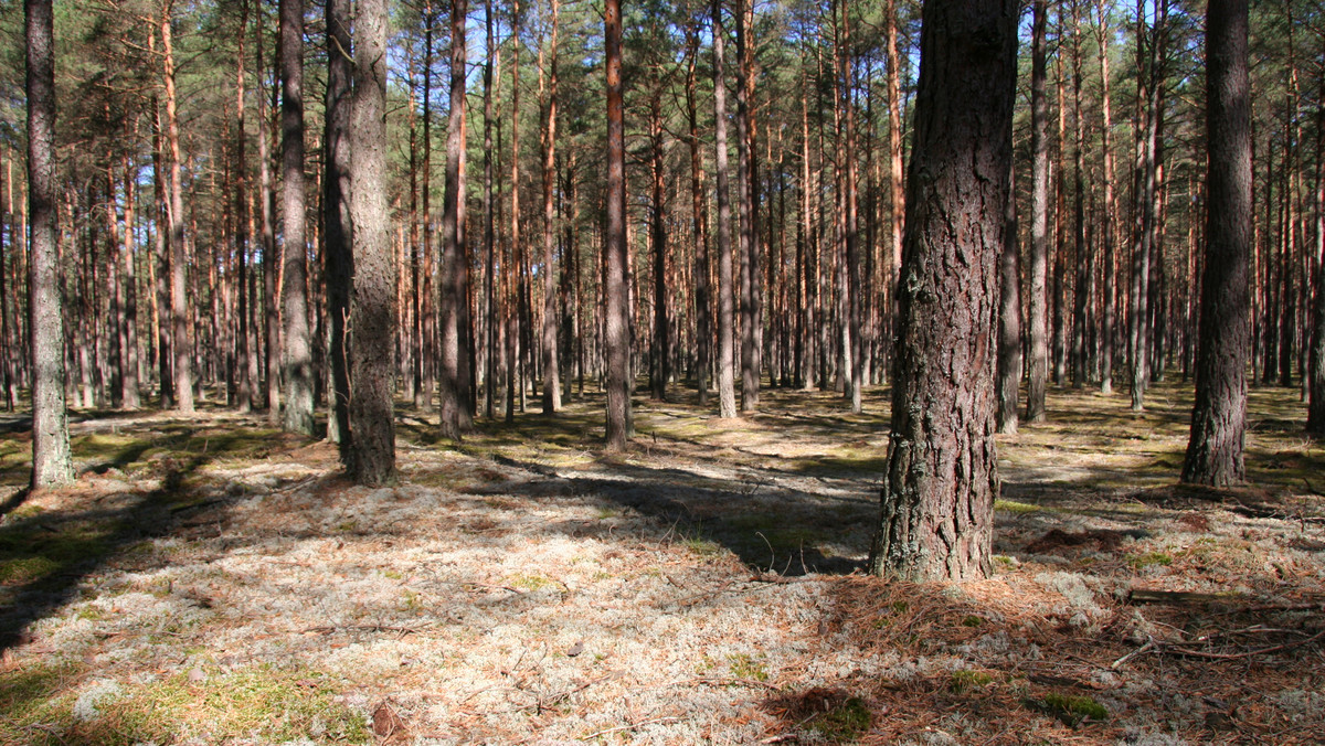 W Borach Tucholskich, największym zwartym kompleksie leśnym Polski, 1 lipca 1996 roku utworzono Park Narodowy „Bory Tucholskie”. Swym zasięgiem obejmuje on obszar 4613,04 ha północno-zachodniej część Borów Tucholskich. To ok. 1% powierzchni całych Borów Tucholskich. Stanowi centralną część Rezerwatu Biosfery Bory Tucholskie.