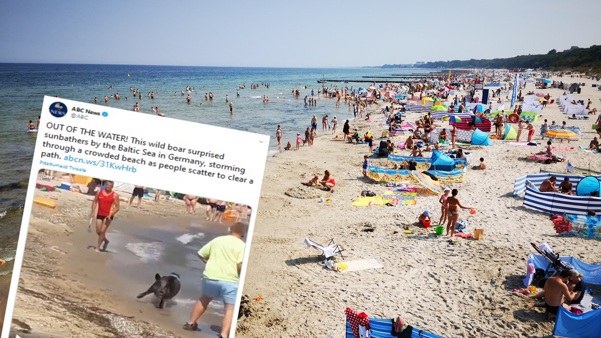 Dzik pojawił się na plaży nad Bałtykiem