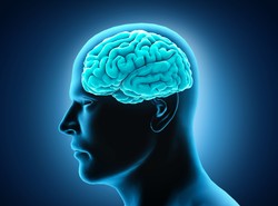 Zidentyfikowano obszary mózgu odpowiedzialne za inteligencję wrodzoną