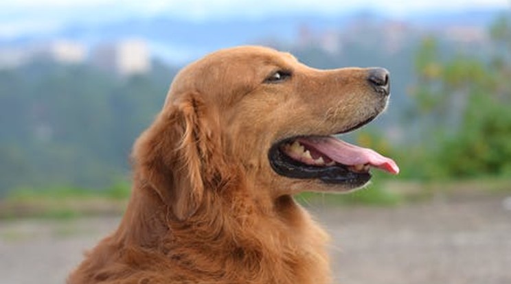 20 éves lett a világ legidősebb golden retrievere./ Fotó: Pexels