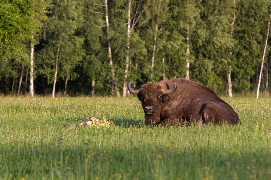 Puszcza Białowieska