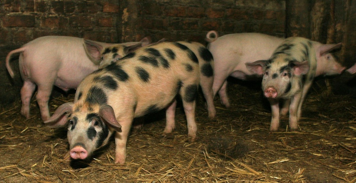 świnie