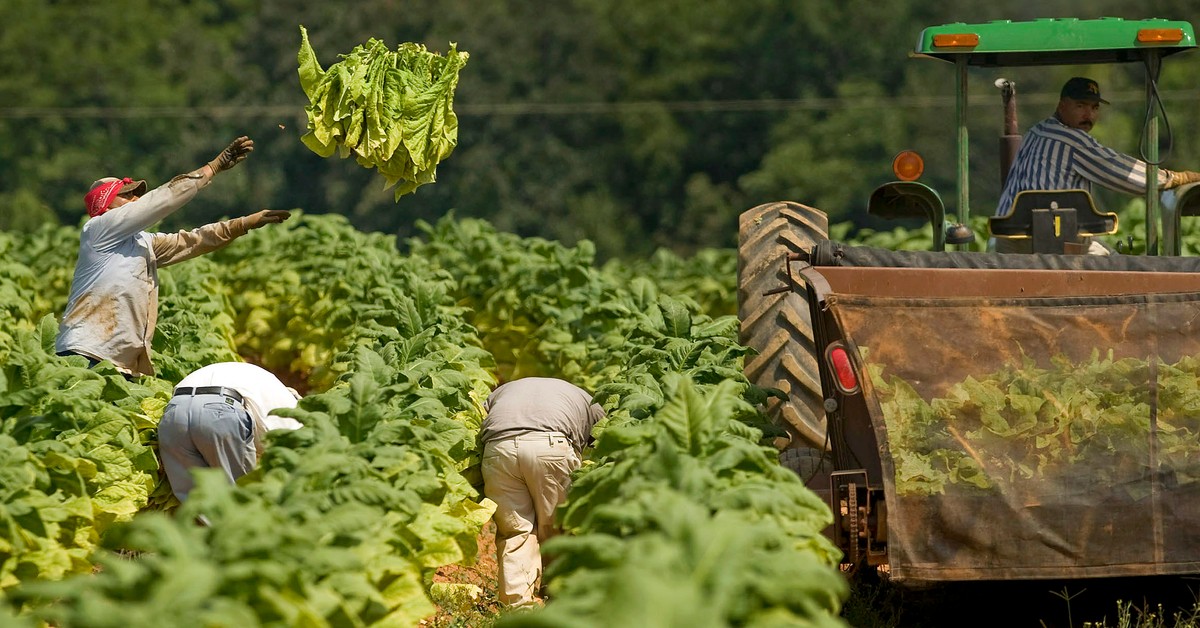 Branża tytoniowa duszona regulacjami. Rząd bez strategii, rolnicy bez alternatywy