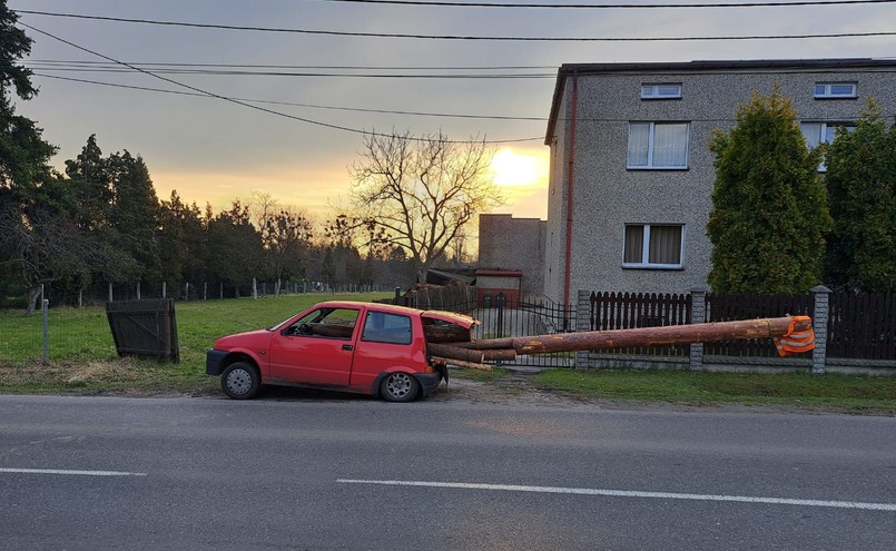 Cinquecento z balem drewna niczym czołg z 9-merową armatą