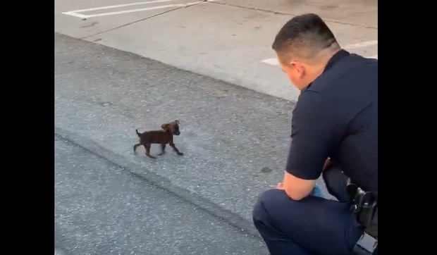 Policajac i napušteno štene
