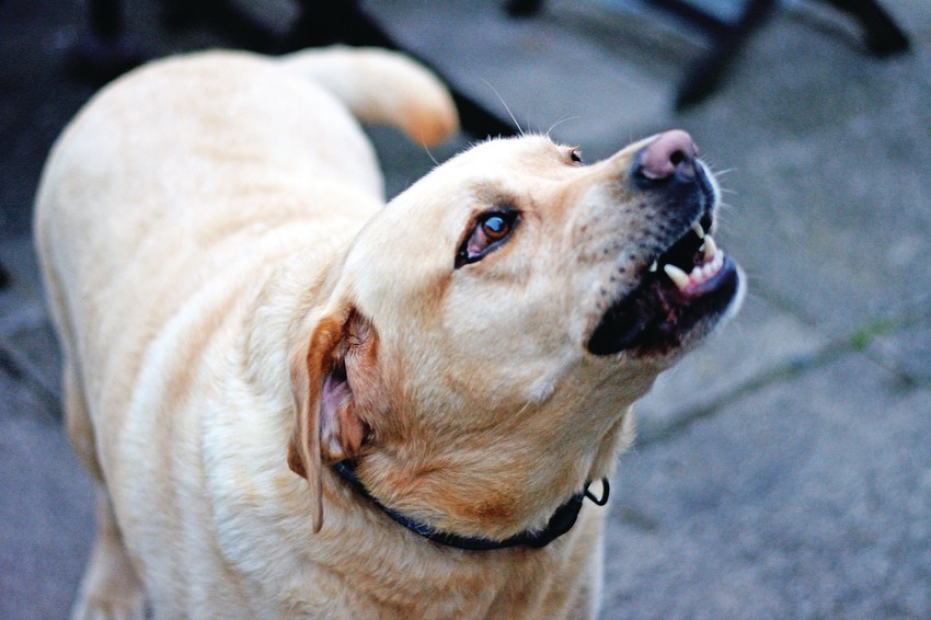 Devojčicu je ujeo labrador