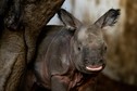 Baby boom w ogrodzie zoologicznym we Wrocławiu: nosorożec indyjski