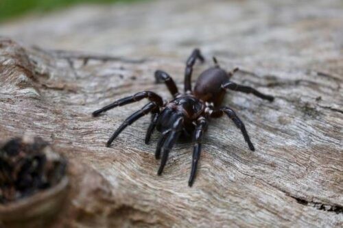 Atrax Robustus